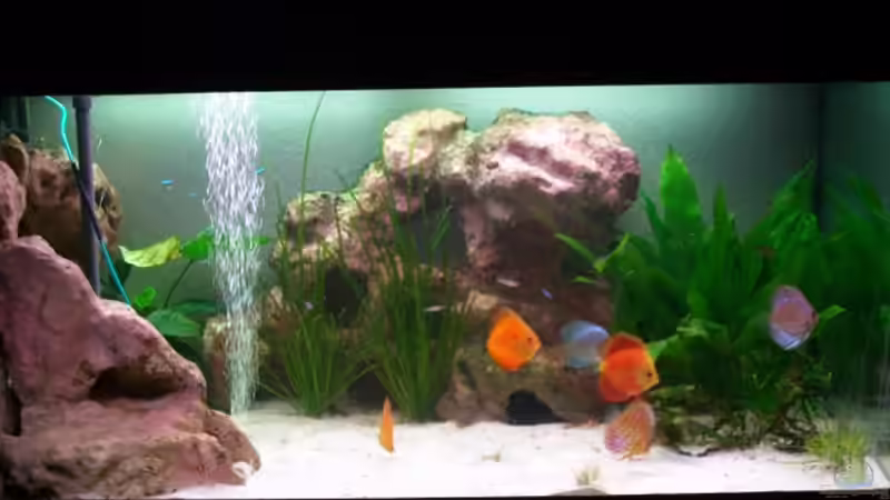 Aquarium Hauptansicht von Gauchel Becken von Christoph Lange (1)