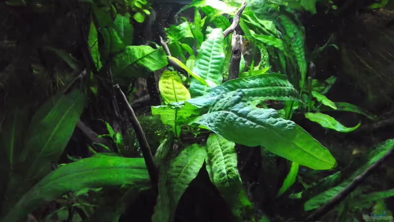 Aquarium Hauptansicht von Gehobene Gesellschaft