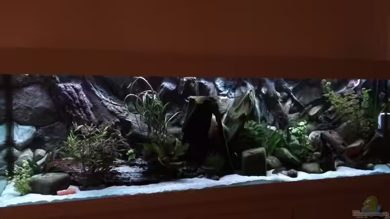 Aquarium Hauptansicht von Geophagus Proximus