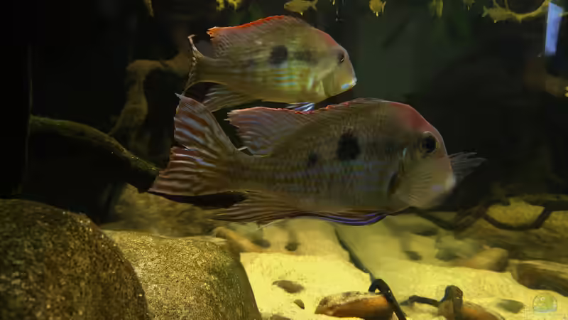 Aquarium Hauptansicht von Geophagus tapajos Biotop von Strohhut. (1)