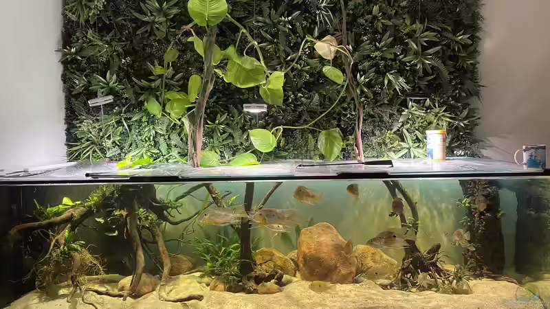 Aquarium Hauptansicht von Geophagus