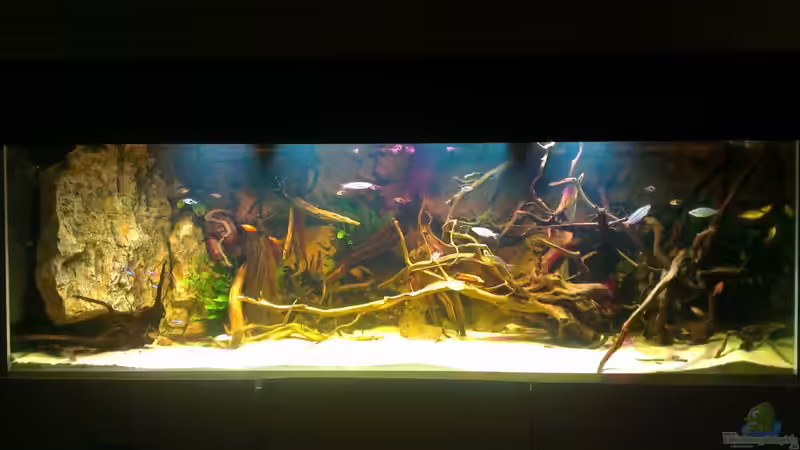 Aquarium Hauptansicht von Gesellschafftsbecken Südamerika(nur noch als Bsp.) von Biffty (1)