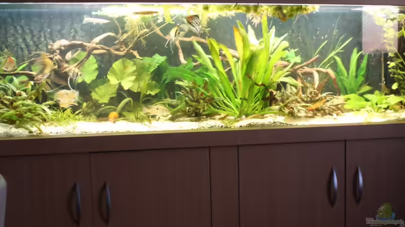 Aquarium Hauptansicht von Gesellschaft 180