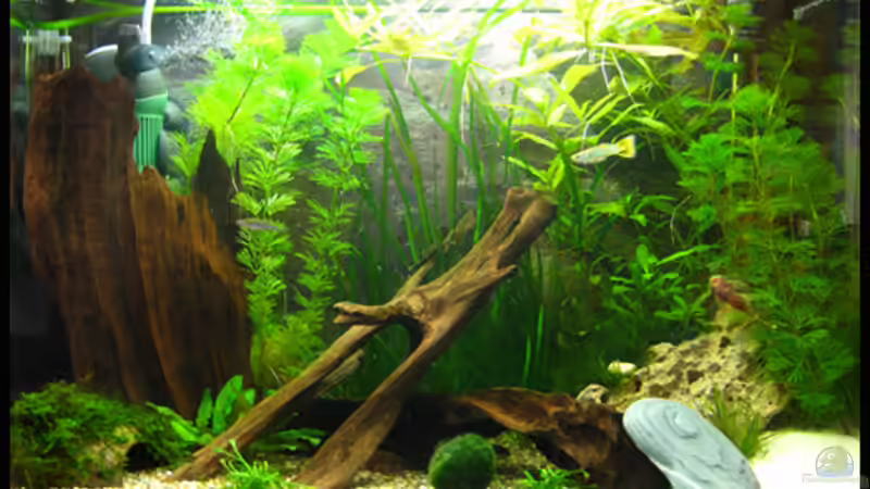 Aquarium Hauptansicht von Gesellschaft auf 84l