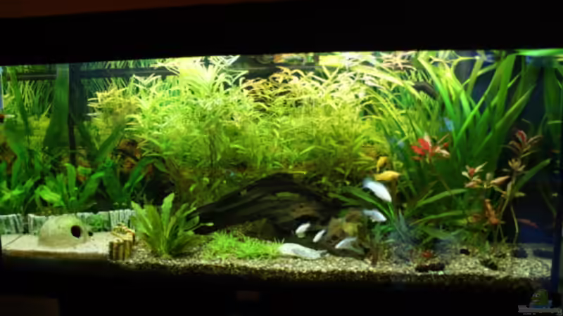 Aquarium Hauptansicht von Gesellschaft in 180 Liter