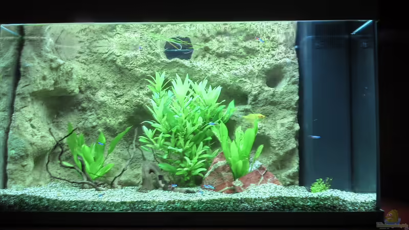 Aquarium Hauptansicht von Gesellschafts Aquarium von Tim Müller