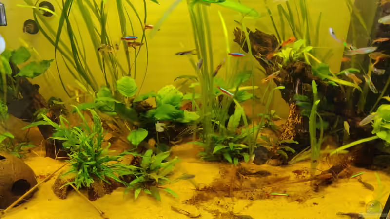 Aquarium Hauptansicht von Gesellschaftsaquarium/Biotob von Garnelenonkel (1)