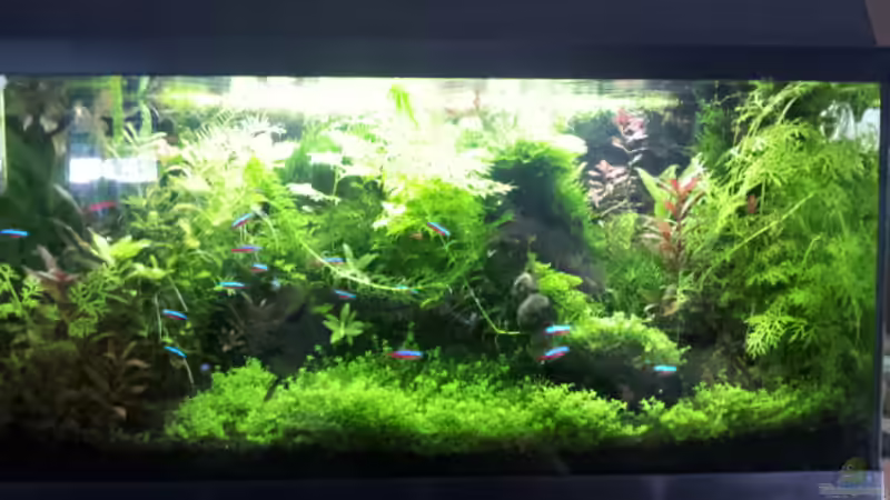 Aquarium Hauptansicht von Gesellschaftsaquarium von Todi123 (1)