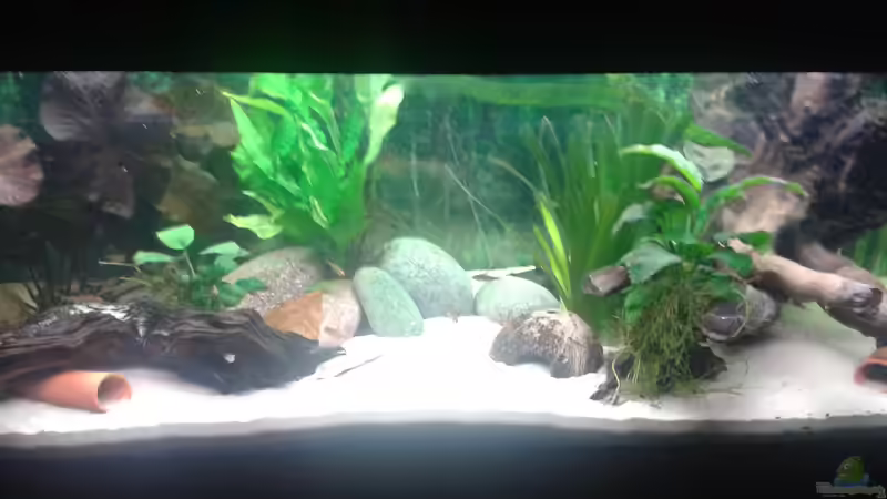 Aquarium Hauptansicht von Gesellschaftsaquarium