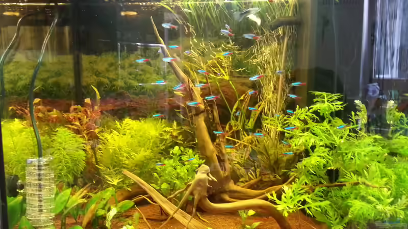 Aquarium Hauptansicht von Gesellschaftsbecken 1 von Nicolas Wahl