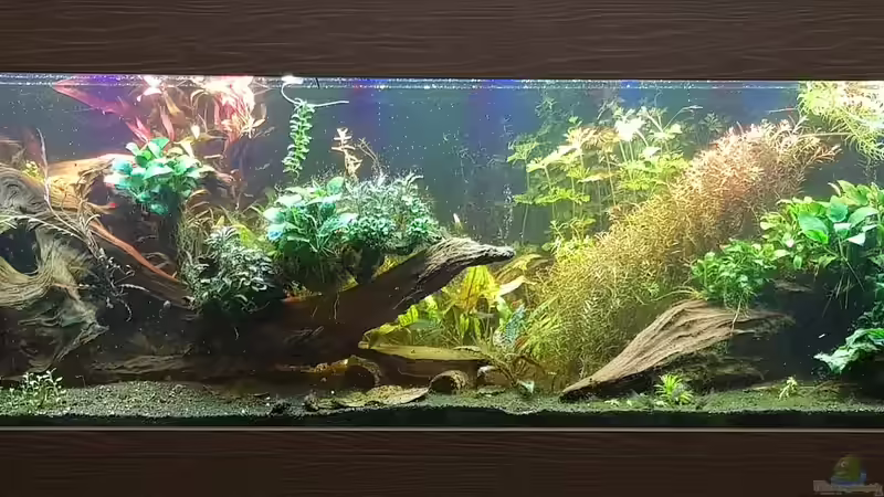 Aquarium Hauptansicht von Gesellschaftsbecken 13.01.21 von Tabu (1)