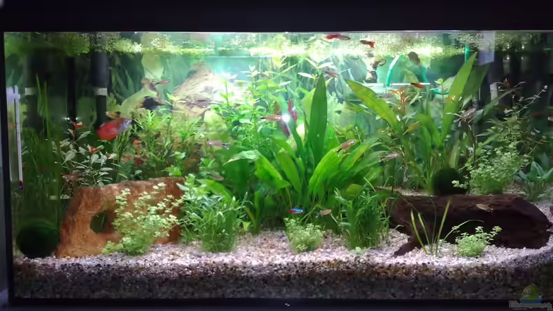 Aquarium Hauptansicht von Gesellschaftsbecken mit Terasse von Rammsteinfan86 (1)