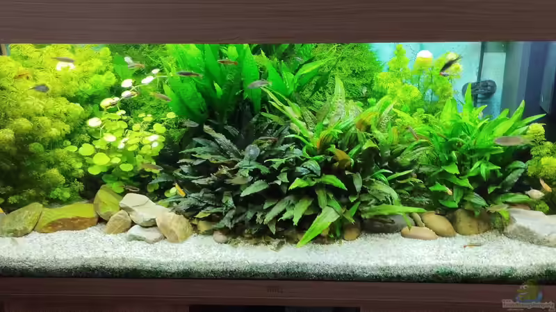 Aquarium Hauptansicht von Gesellschaftsbecken Süd Ost Asien von Thomas Kreuter (29)