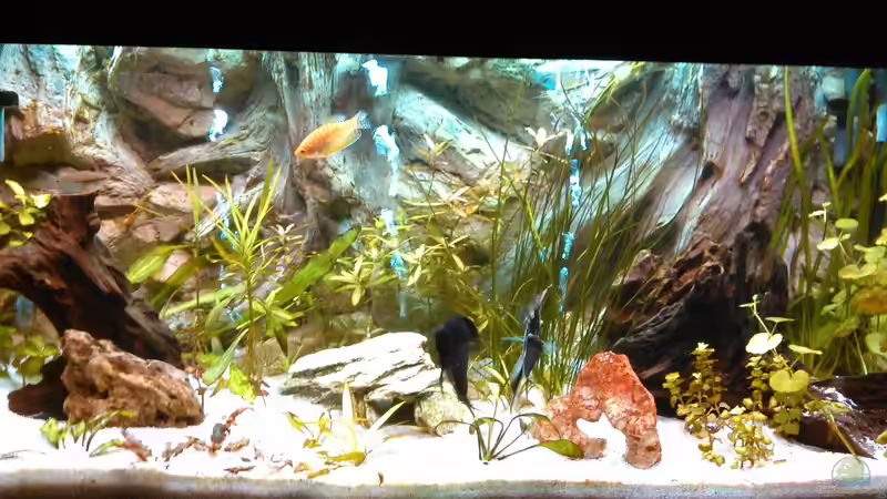 Aquarium Hauptansicht von Gesellschaftsbecken von -Matze- (1)