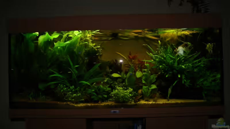 Aquarium Hauptansicht von Gesellschaftsbecken von Adrien Rusti (1)