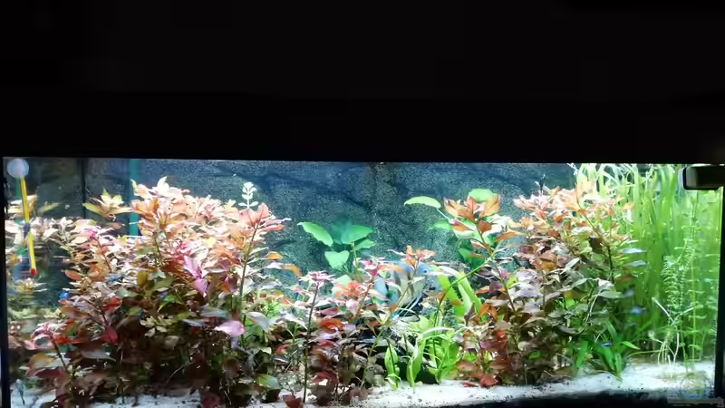 Aquarium Hauptansicht von Gesellschaftsbecken von Chinese Inai (1)