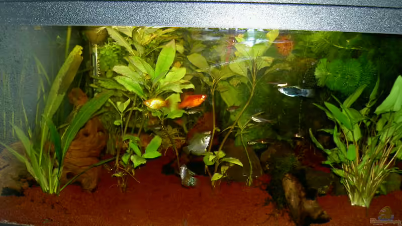 Aquarium Hauptansicht von Gesellschaftsbecken von Jan Allemann (1)