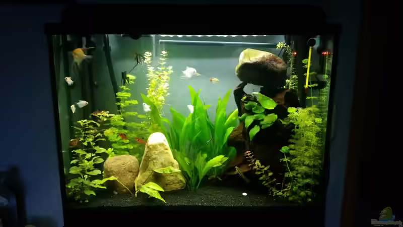 Aquarium Hauptansicht von Gesellschaftsbecken von Julian Stoll (1)