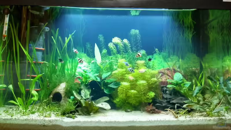 Aquarium Hauptansicht von Gesellschaftsbecken von Lily (1)