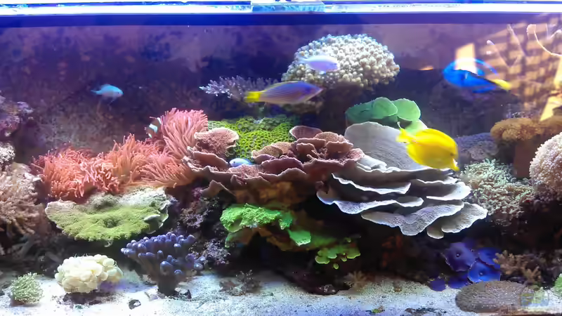 Aquarium Hauptansicht von Gesellschaftsbecken von Madoxl (1)