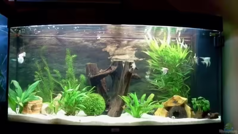 Aquarium Hauptansicht von Gesellschaftsbecken von Manuela Brunner (1)