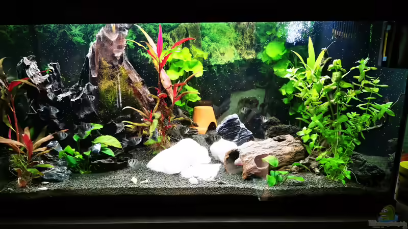 Aquarium Hauptansicht von Gesellschaftsbecken von Marvin B (1)