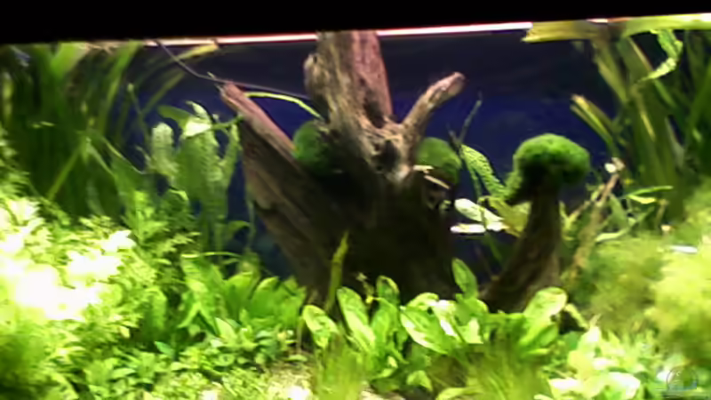 Aquarium Hauptansicht von Gesellschaftsbecken von Path (1)