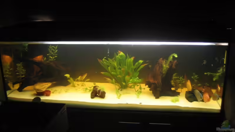 Aquarium Hauptansicht von Gesellschaftsbecken von Peter Hammel (1)