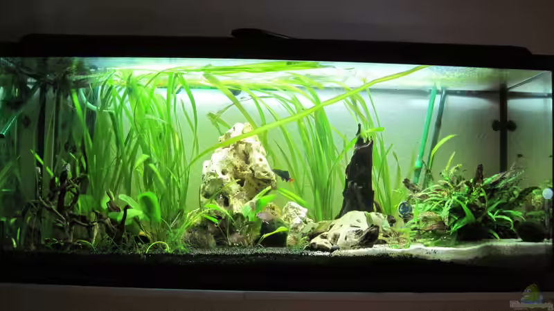 Aquarium Hauptansicht von Gesellschaftsbecken von picknicker1982 (1)