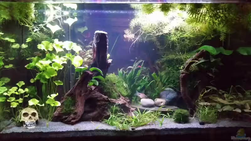 Aquarium Hauptansicht von Gesellschaftsbecken von Repona (1)