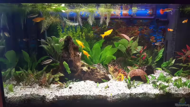 Aquarium Hauptansicht von Gesellschaftsbecken von scopas2000 (1)