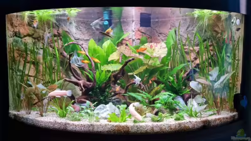 Aquarium Hauptansicht von Gesellschaftsbecken von Sprutz1973 (1)