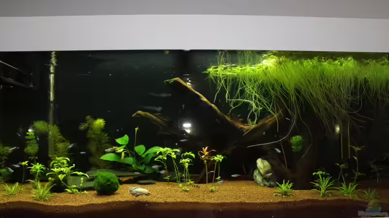 Aquarium Hauptansicht von Gesellschaftsbecken von Stephan Banani