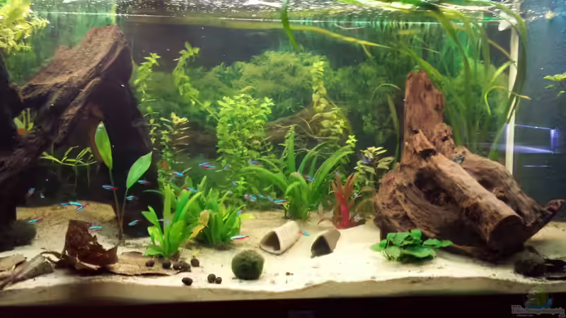 Aquarium Hauptansicht von Gesellschaftsbecken Wohnzimmer von Moe (1)