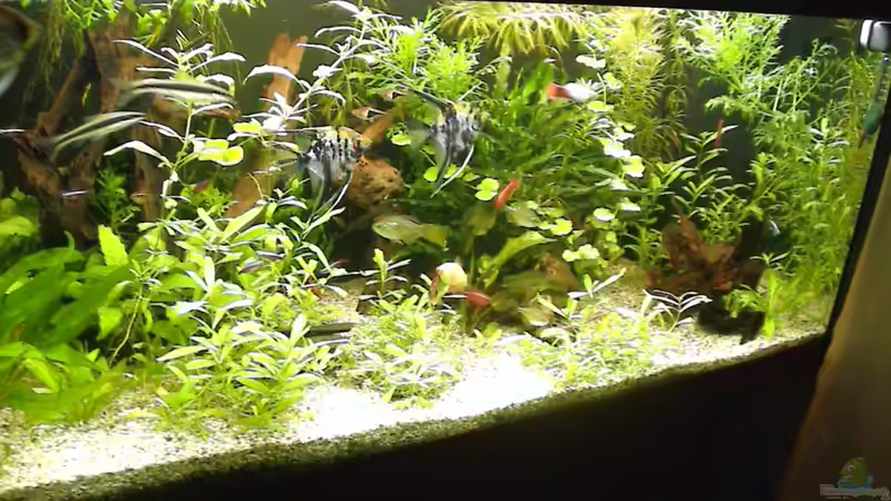 Aquarium Hauptansicht von Gesellschaftsbecken