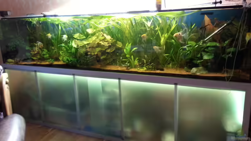 Aquarium Hauptansicht von Gesellschaftsbecken