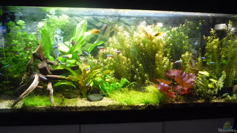 Aquarium Hauptansicht von Gesellschaftsbecken