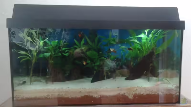 Aquarium Hauptansicht von Gesellschaftsbecken