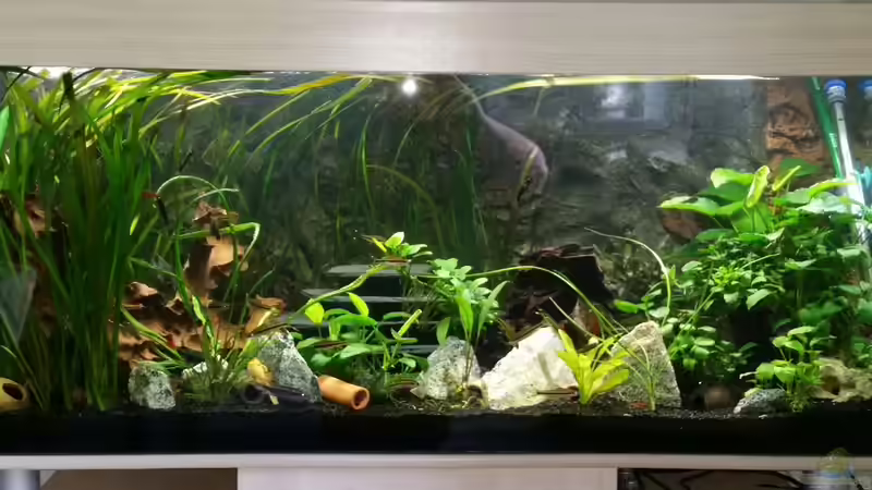 Aquarium Hauptansicht von Gesellschaftsbecken