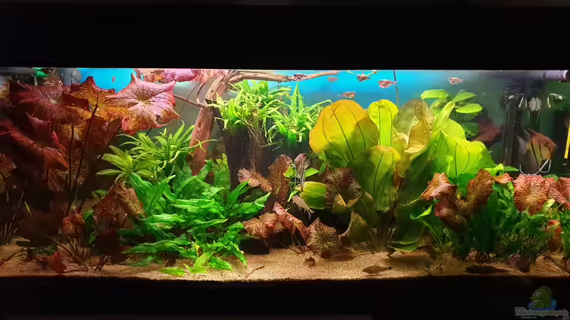 Aquarium Hauptansicht von Gesellschaftsbecken