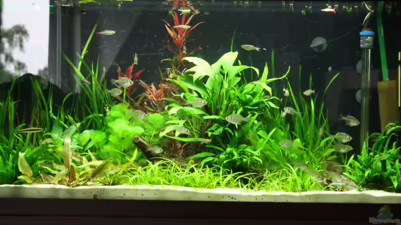 Aquarium Hauptansicht von Gesellschaftsbeckern von Marcel Becker (1)