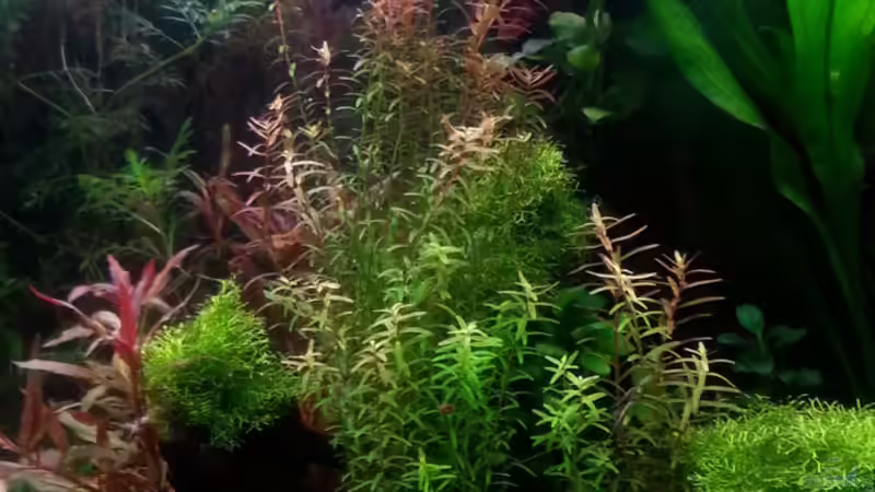 Aquarium Hauptansicht von Gesellschaftsdickicht von SK Aquarienleben (1)