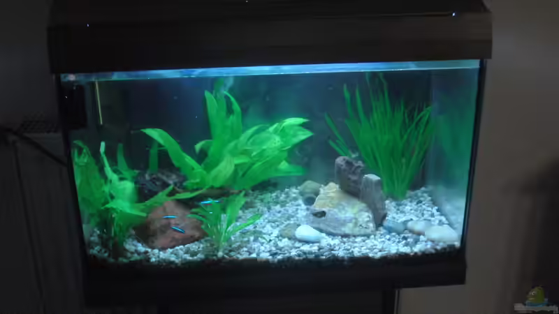 Aquarium Hauptansicht von Geseltschaftsbecken