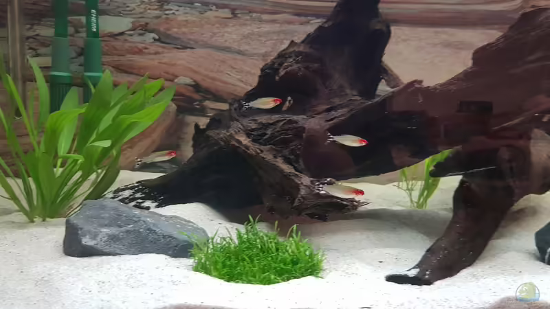 Aquarium Hauptansicht von Gewässer um Sarayaku von Marcel Raack (1)