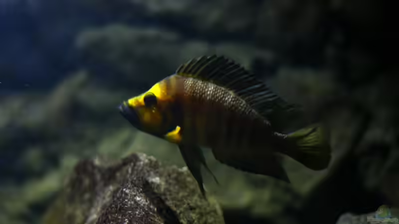 Aquarium Hauptansicht von Great Lake Tanganjika von Koehler (1)