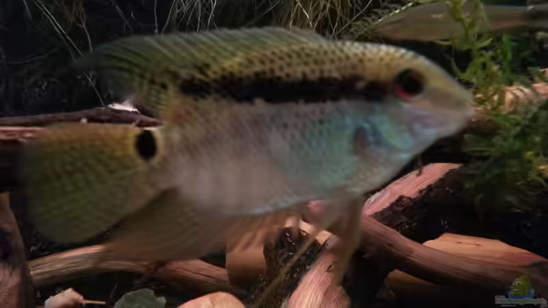 Aquarium Hauptansicht von Green Amazonas von Zomic (1)