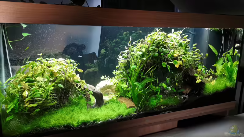 Aquarium Hauptansicht von Green Caves von Radi87 (1)