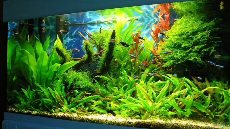 Aquarium Hauptansicht von Green Forest(aufgelöst) von Der Nicky (1)