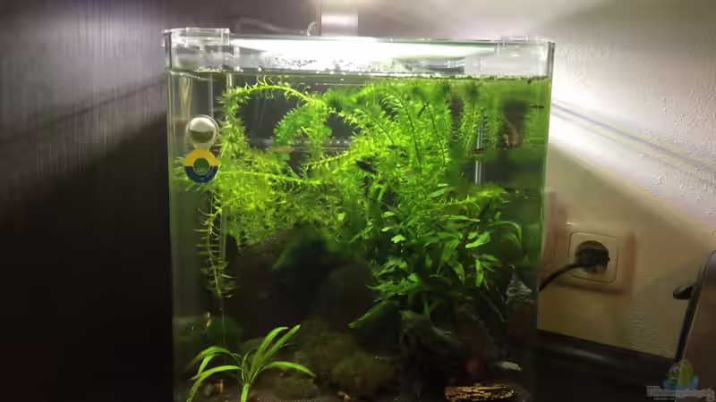 Aquarium Hauptansicht von Green Kitchen Dream von GG (1)