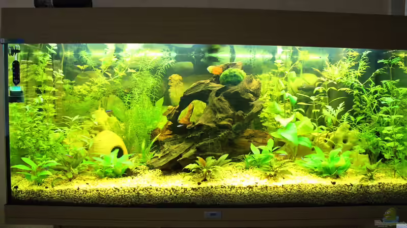 Aquarium Hauptansicht von Green Life